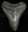 South Carolina Megalodon Tooth #6313-1